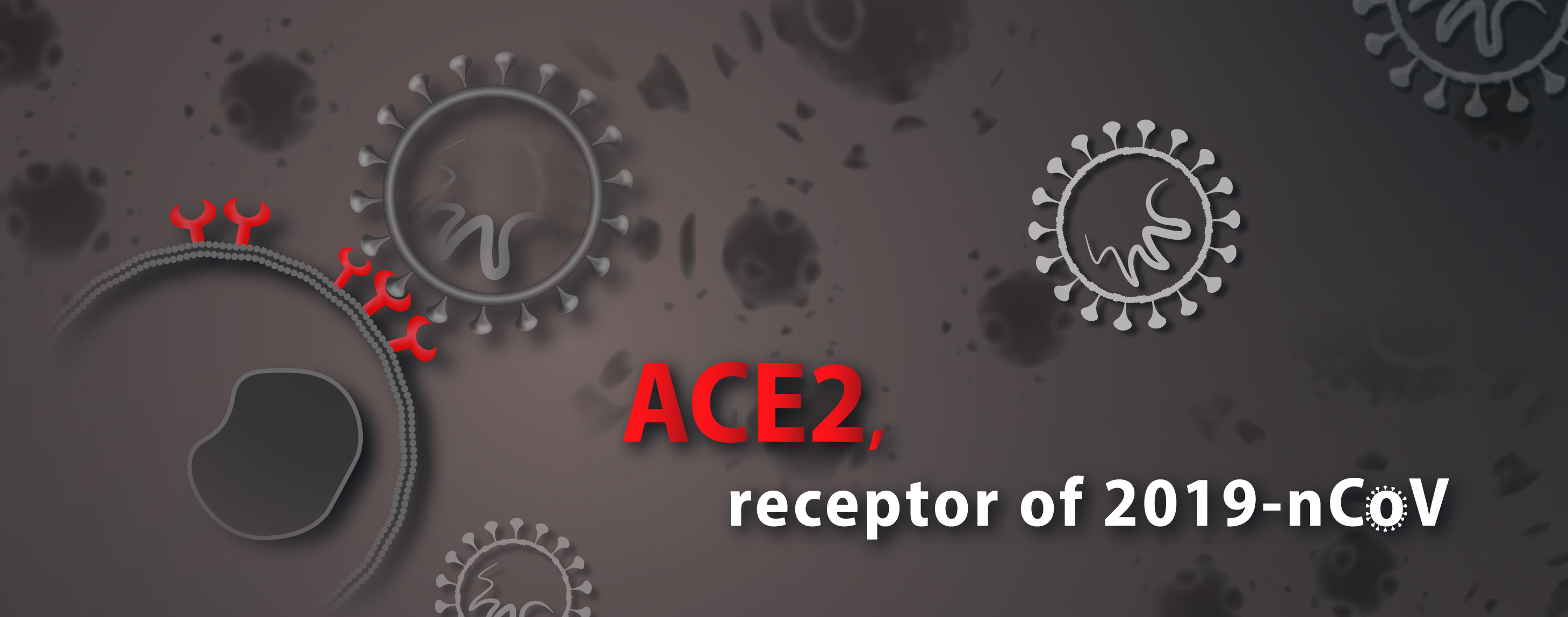 ace2receptorofsarscov2