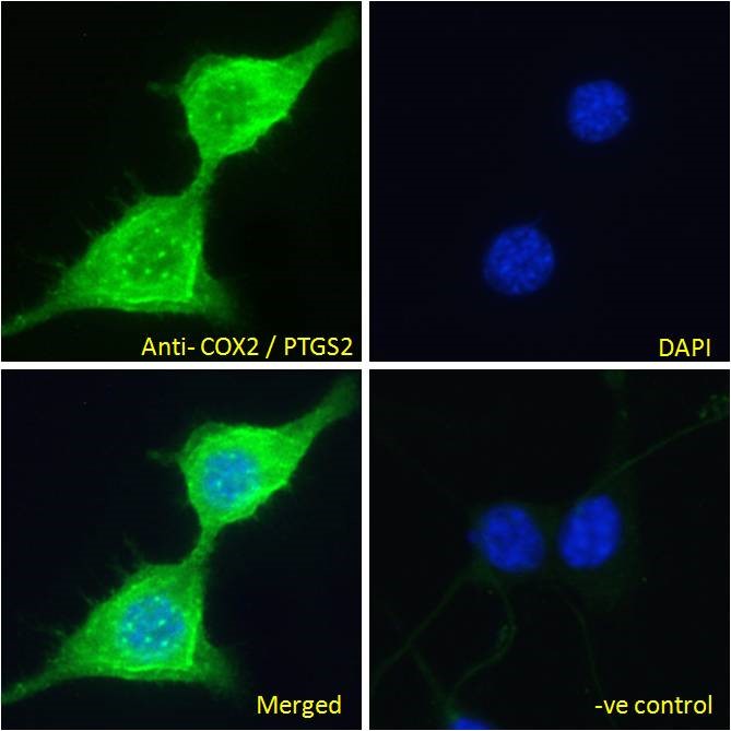 Anti Cox Arg Arigobio